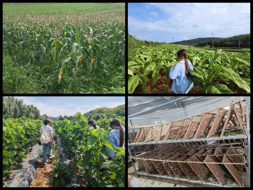 暑期社会实践 | 从课堂到田间地头,实践队用脚步踩出循坏经济的青春印记 第 2 张 暑期社会实践 | 从课堂到田间地头,实践队用脚步踩出循坏经济的青春印记 第 2 张